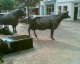 050920.jerseycows2_t.gif