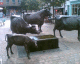 050920.jerseycows_t.gif
