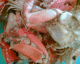 050920.leftovers_t.gif