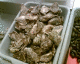 050920.oysters_t.gif