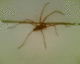 050920.spider_t.gif