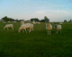 051010.Avebury10_t.gif