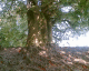 051010.Avebury_t.gif