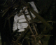 051107.moscow3_t.gif
