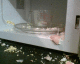 060114.micro_t.gif