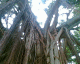 060130.Florida2_t.gif