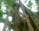 060130.Florida3_t.gif