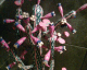 060206.cactus_t.gif