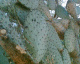 060207.cacti_t.gif