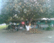 060207.coconuts_t.gif