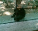 060405.Zoomex2_t.gif