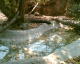 060405.Zoomex3_t.gif