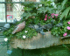 060818.R_BirdBath_t.gif
