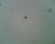 060818.R_Spider_crack_t.gif