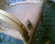 060818.R_bird_t.gif