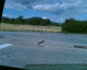 060818.R_sunflowers_t.gif