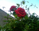 060603.Red2_t.gif