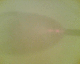 060129.shadow2_t.gif