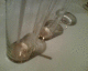 060405.S_mex1_t.gif