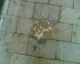 060710.sick_t.gif