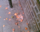 061014.Sick_t.gif