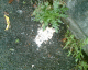 061030.Sick_Maesycwmmer1_t.gif