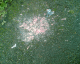 061030.Sick_Maesycwmmer2_t.gif