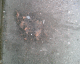 061103.Sick_t.gif