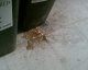 070315.sick_t.gif