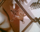 060707.S_Star4_t.gif