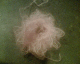 070102.Wool_star_t.gif